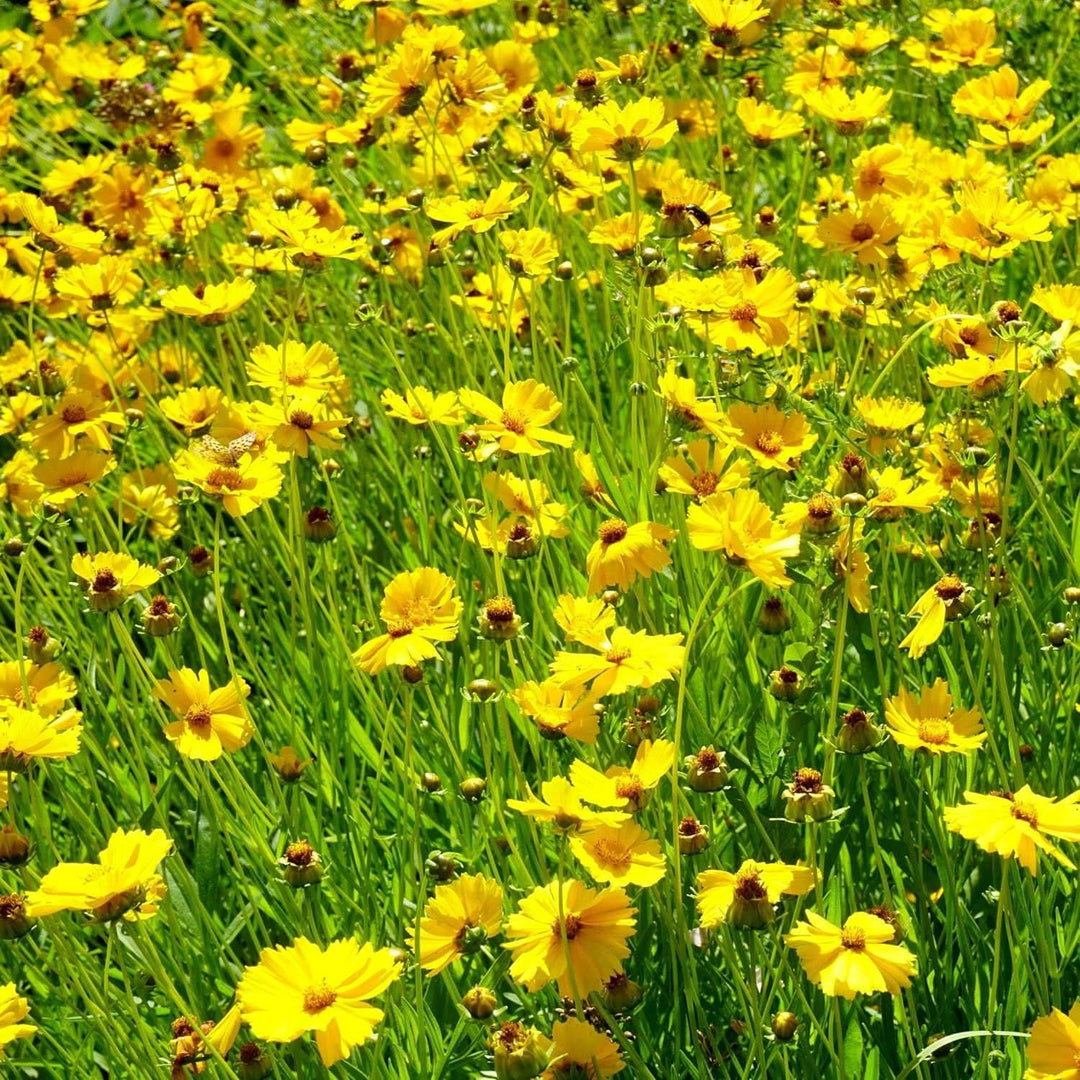 Coreopsis Leavenworth Tickseed Flower Flower Seeds for Home Garden Planting, Exotic Organic [neera-v5-adceb543305968c6dd33]