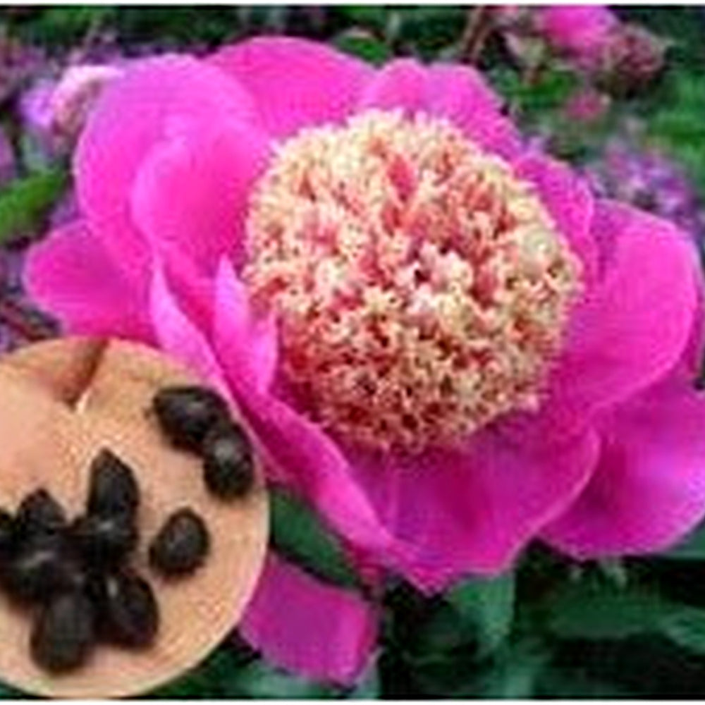 Heirloom Non-GMO Pink Paeonia Tenuifolia Flower Seeds for Planting [neera-v5-adced1e15c09dbbef451]