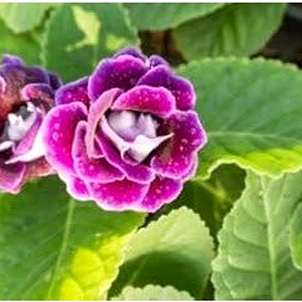 White Gloxinia Seeds for Planting [neera-v5-add61189c58b24e822b3]