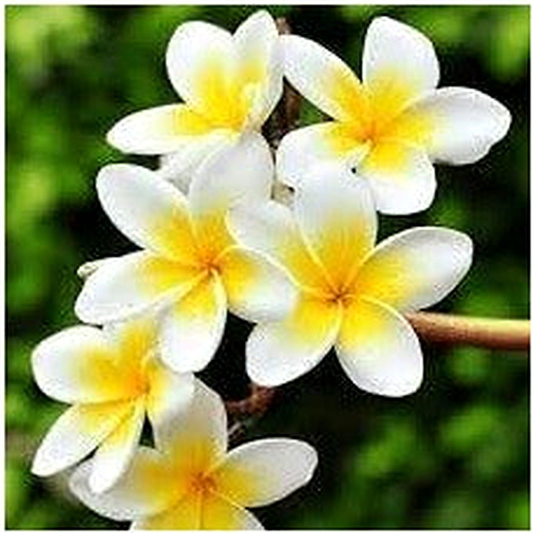 Frangipani Flower Seeds [neera-v5-add703ab70751e03d31d]