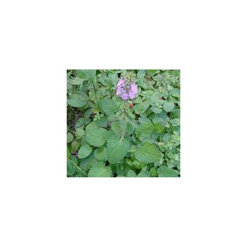 Pink United Mint Seeds for Planting [neera-v5-adddcc461f58bb591895]