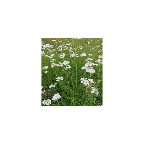 Yarrow Milfoil Seeds for Planting [neera-v5-adee7d5cd3035ed88975]