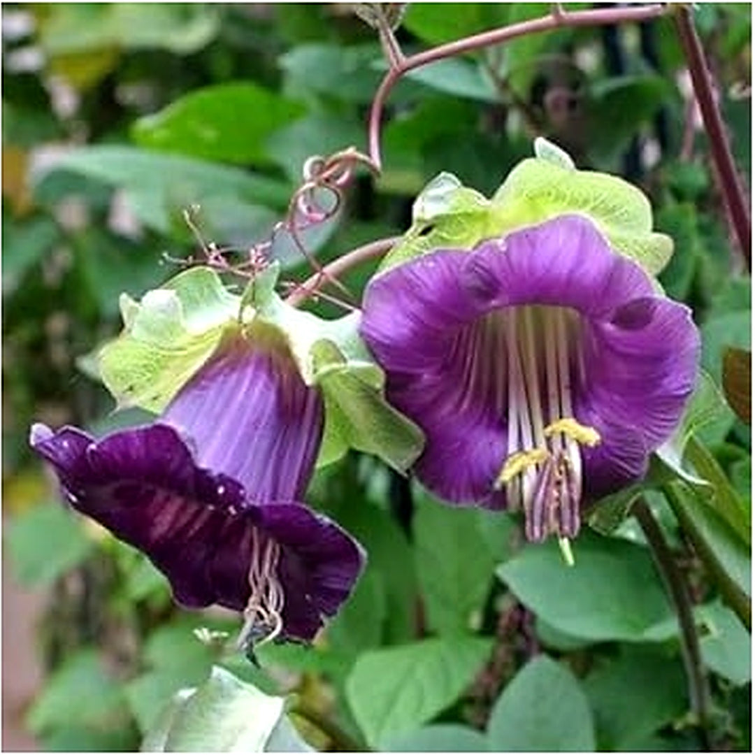Heirloom Non-GMO Cobaea Bells Flower Seeds for Planting [neera-v5-adf037d00dc0146e1168]