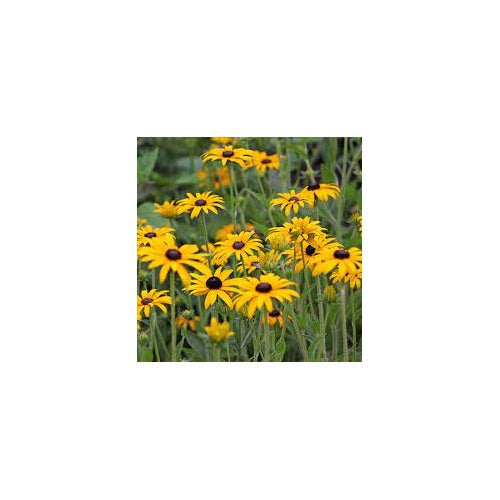 Rudbeckia fulgida ‘Goldsturm’ Black-Eyed Susan flower seeds [neera-v5-adf2939544e7129ceda4]