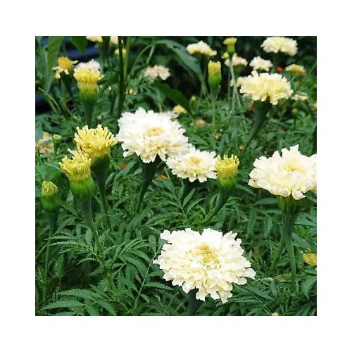 White Yellow Cream African Marigold Kilimanjaro Mix Tall Non Gmo Heirloom Easy To Grow Annual [neera-v5-adf71b101199101dafac]