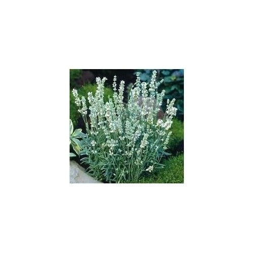 White Lavender Seeds [neera-v5-adf7bb38395b27a8e943]
