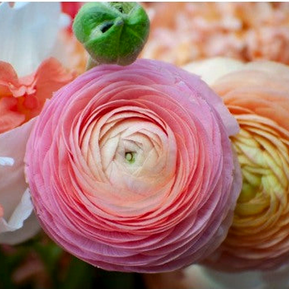 Heirloom Non-GMO Ranunculus Perennial Flower Seeds for Planting [neera-v5-adfd6a21e660a00f5c24]