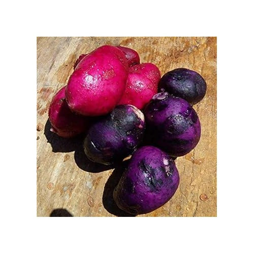 Pink Purple Potato Vegetable Seeds for Planting [neera-v5-adfd743c509a2e520d4e]