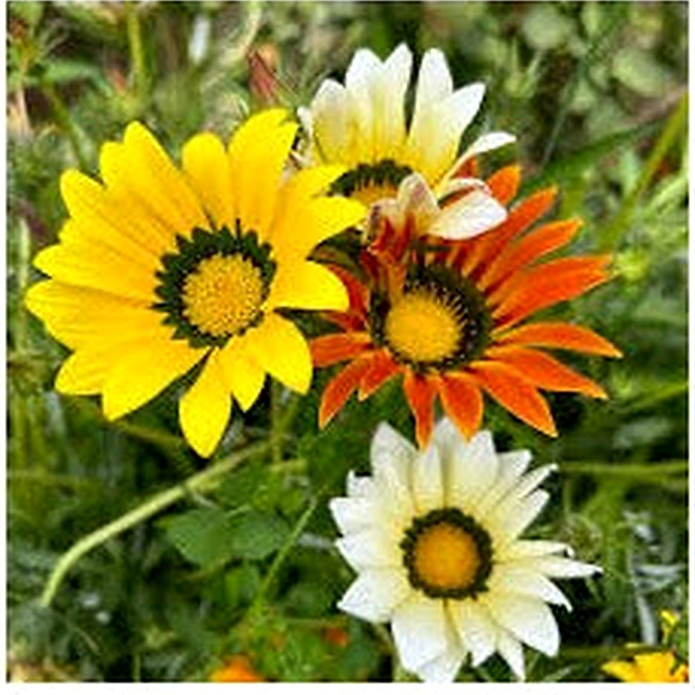 Gazania Sunshine Flower Seeds for Planting [neera-v5-ae0394d6025d3293c7ce]