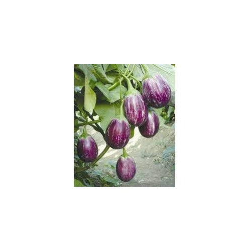 Eggplant Vegetable Seeds for Planting | Heirloom, Non-GMO, High Germination Organic Garden Seeds [neera-v5-ae09de9d4de94c3c298d]