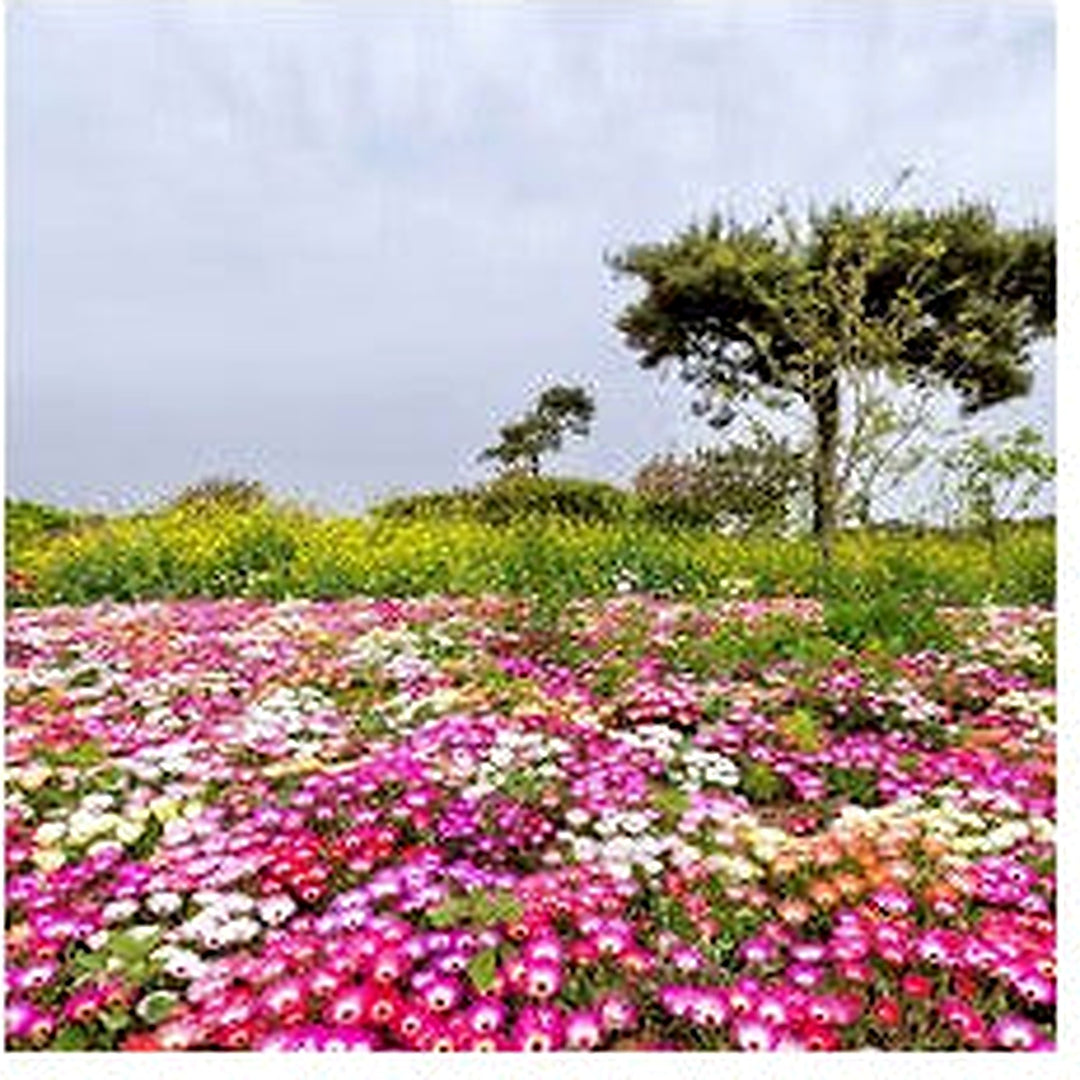 Livingstone Daisy For Garden And Container Planting Flower Seeds for Home Garden Planting, Vibrant [neera-v5-ae0f7203cd7d835da113]