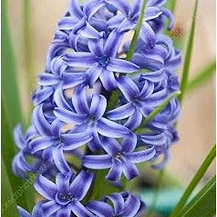Purple Hyacinthus Orientalis Flower Seeds [neera-v5-ae199903935cc789cdfb]