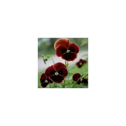 Brown Pansy Flower Seeds for Planting [neera-v5-ae1cd0afd2b7242019d1]