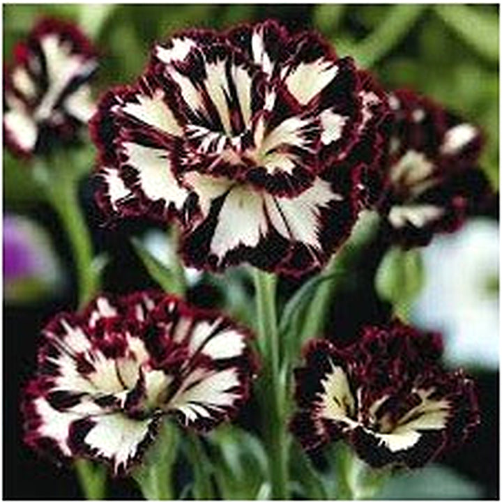 Heirloom Non-GMO Maroon White Carnation Flower Seeds for Planting [neera-v5-ae2372586101f3ffa4a1]
