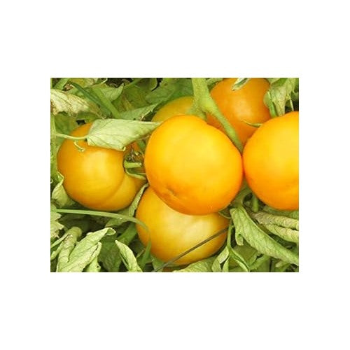 Heirloom Non-GMO Yellow Tomato Seeds for Planting [neera-v5-ae2641d994d72f66f6d6]