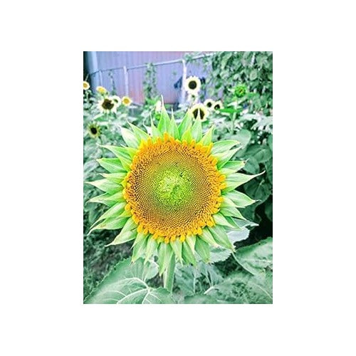Sea Green Sunflower Perennial Flower Seeds [neera-v5-ae27f94a969783d03f5e]
