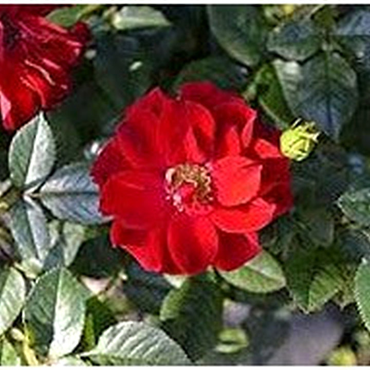 Red Rugrose Rose Plant Seeds for Planting [neera-v5-ae33c5bb590a0a18c886]