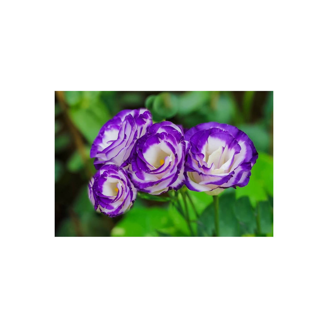 Violet White Lisianthus Flower For Planting Heirloom Non Gmo Beautiful Garden Blooms Flower Seeds [neera-v5-ae419a5c8c66891e6af1]