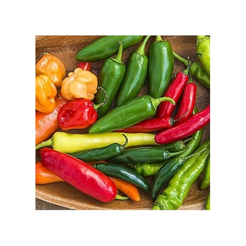 Espelette Pepper Vegetable Seeds for Planting [neera-v5-ae48ecfea573305e14c8]