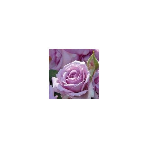 Lavender Rose Flower Seeds for Planting [neera-v5-ae56cb9162d300632b0d]