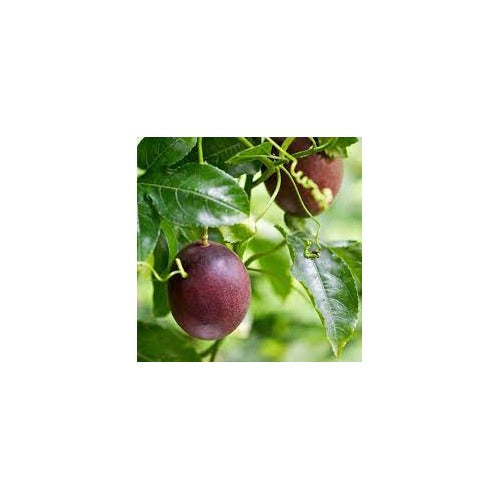 Purple Passiflora Incarnata Fruit Seeds [neera-v5-ae6710d124b251d03d5d]