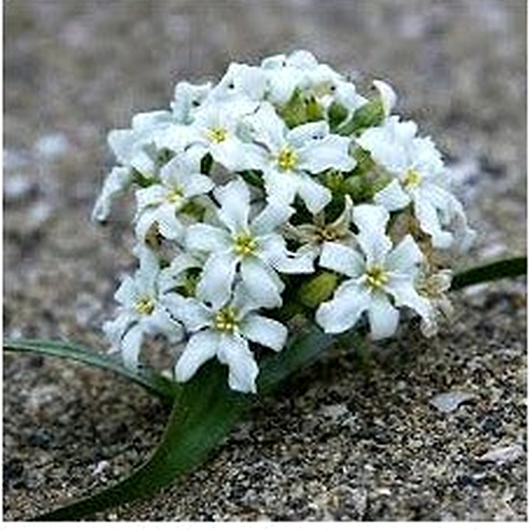 White Leucocoryne Flower Seeds for Planting [neera-v5-ae71696917fae6f6eaee]