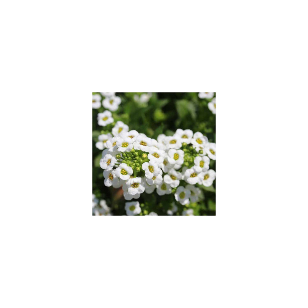 White Sweet Alyssum Lobularia Maritima Flower For Groundcover And Fragrant Border Planting Flower [neera-v5-ae8947d0657e0031d8e9]