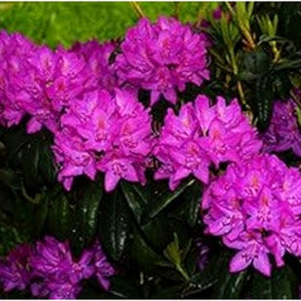 Organic Purple Rhododendron Azalea Flower Seeds for Planting [neera-v5-ae8a4d1fc2e3516f6410]