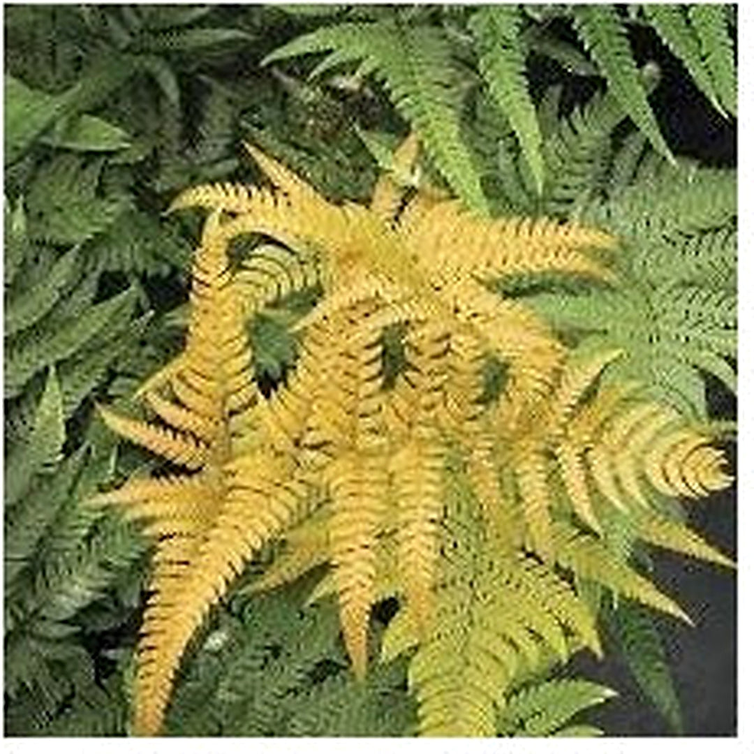 Yellow Fern Plant Seeds [neera-v5-ae9757bdfef6c3b02710]