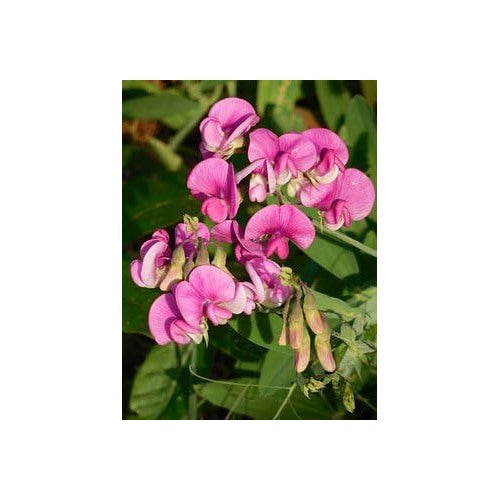 Heirloom Non-GMO Deep Blue Sweet Pea Flower Seeds [neera-v5-ae97db350d23ad5b7ef7]