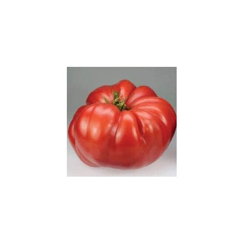 Huge Red Tomato Seeds for Planting [neera-v5-ae9acdd7e5760e3f8104]