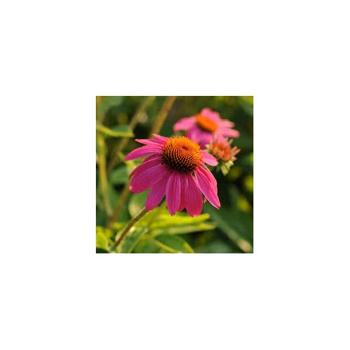 Yellow &amp; Pink Echinacea purpurea Seeds for Planting [neera-v5-aeb3f21b22446ee5ab5b]