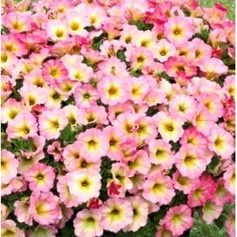 Light Pink Petunia Flower Seeds for Planting [neera-v5-aeb7dc82ea710eb6e1ee]