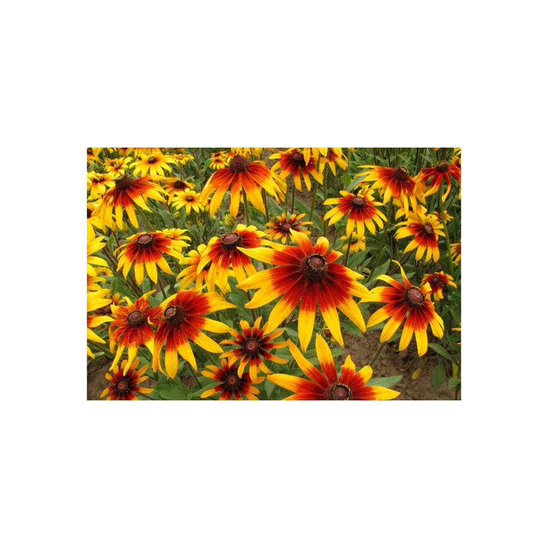 Gloriosa Daisy Rudbeckia Gloriosa Flower For Wildflower Borders And Sunny Garden Planting Flower [neera-v5-aec17b2af5781a16fab1]
