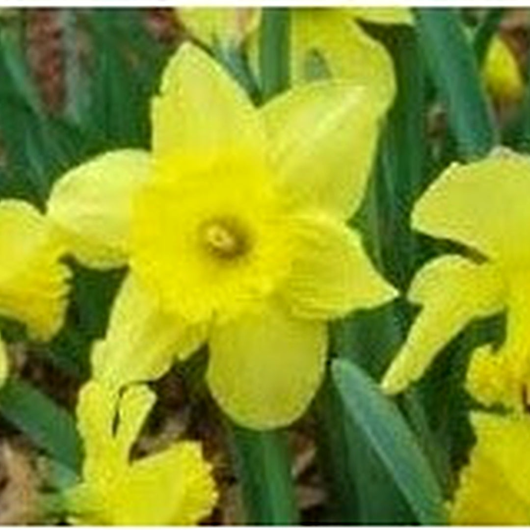 Yellow Narcissus Flower Seeds for Planting [neera-v5-aed75f09352f9da18de0]