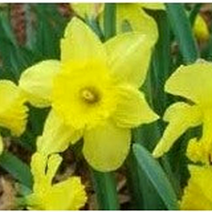 Yellow Narcissus Flower Seeds for Planting [neera-v5-aed75f09352f9da18de0]