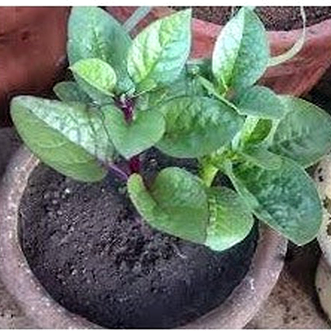 Vietnamese Plant Seeds for Planting [neera-v5-aedeb051d4e0847bc681]