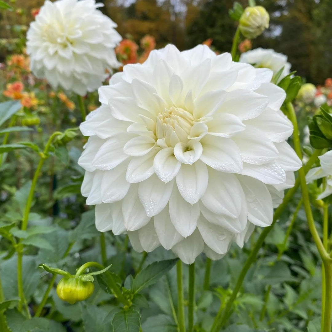 White Dahlia Planting Organic Heirloom Non Gmo Flower Flower Seeds Home Garden Planting, [neera-v5-aee410586c5c8591b431]