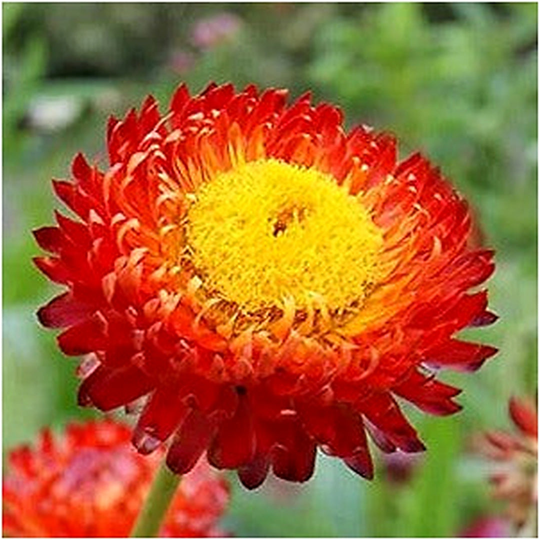 Red Helichrysum King Immortelle Vibrant Long Lasting Blooms In Your Garden Flower Seeds [neera-v5-aee6b0c87fddc9653431]