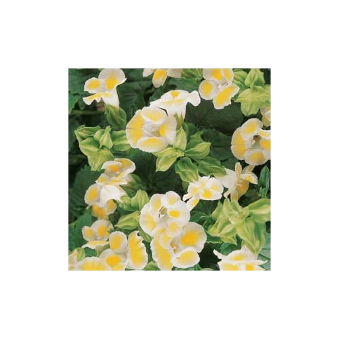 Torenia Torenia Fournieri Lemon Drop Flower For Planting Suitable For Shaded Borders Hanging [neera-v5-aee75438f02b9e5f5e16]