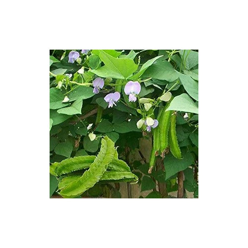 Winged Bean Seeds for Planting [neera-v5-aee8f63144beb44bedf2]
