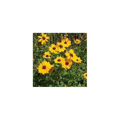 Heirloom Coreopsis Basalis Flower Seeds for Garden Planting, Non-GMO, Golden Blooms for Wildflower Beds [neera-v5-aeeaacc1677d1f989da9]