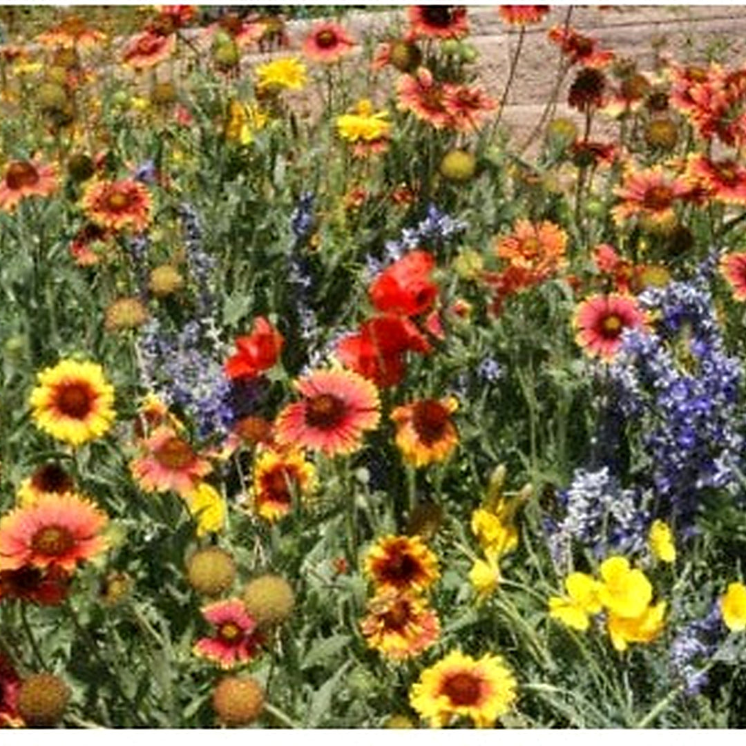 Landscapers Dry Area Blend Wildflower Mix Wperennials Non Gmo Heirloom Flower Seeds Home Garden [neera-v5-aef86fee655566e140bf]