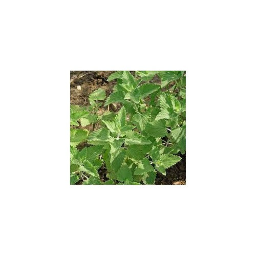 Green CatMint Seeds for Planting [neera-v5-af0529b137efbd1725df]