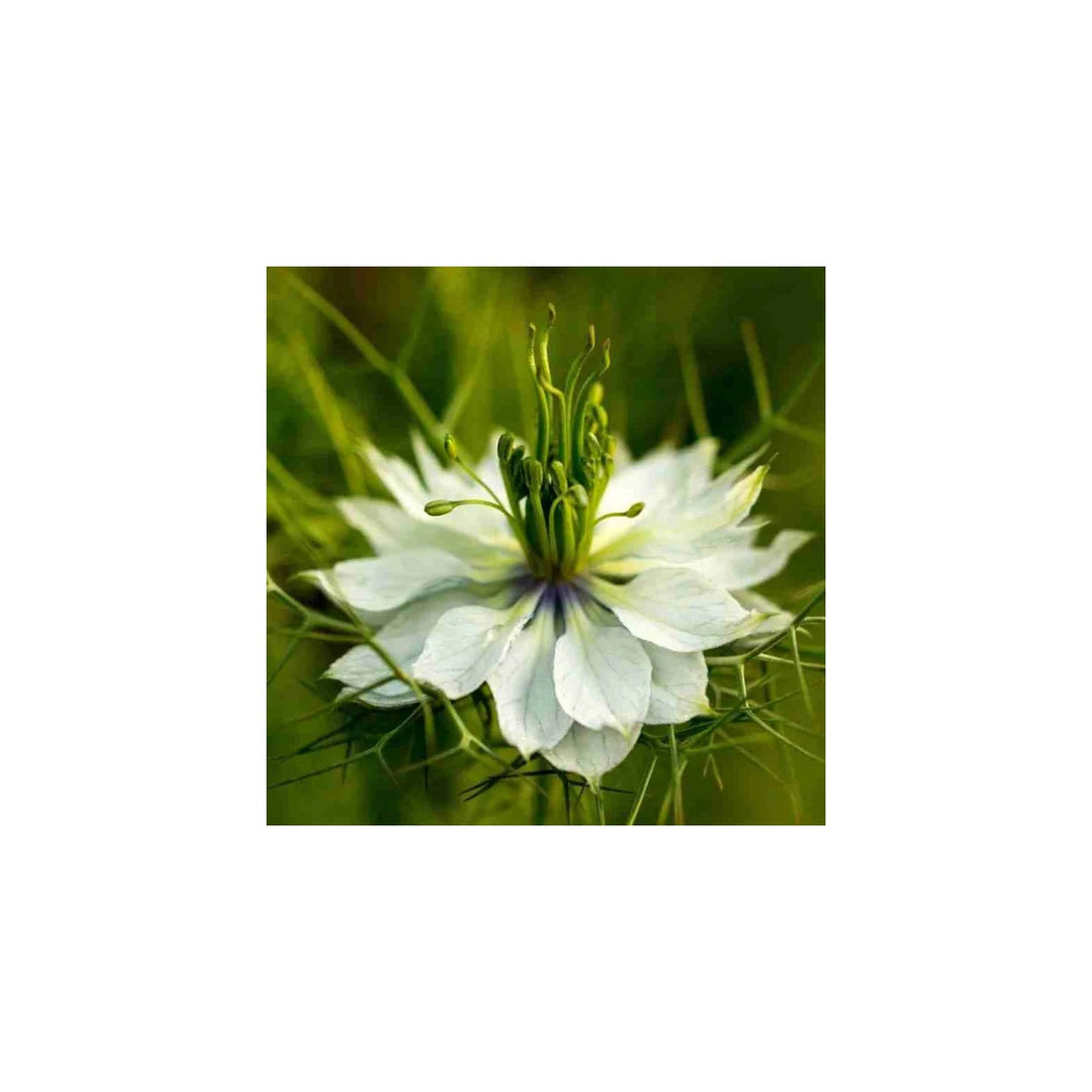 White Autumn Flower For Planting Flower Seeds for Home Garden Planting, Vibrant Organic Blooming [neera-v5-af06f0fc00b45c726b1d]