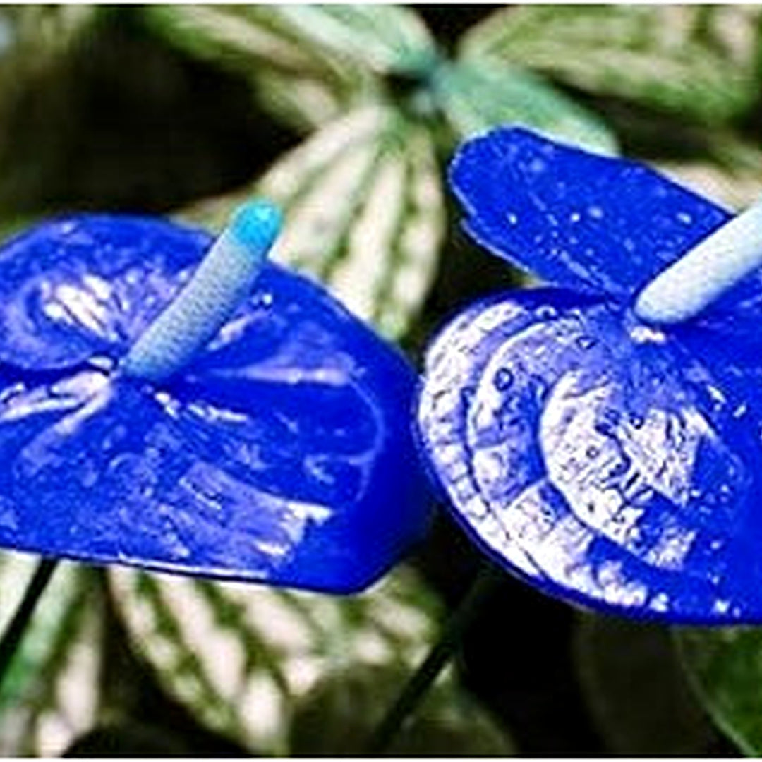 Blue Anthurium Linden Flower Seeds for Planting [neera-v5-af08db040af267b2ee7b]