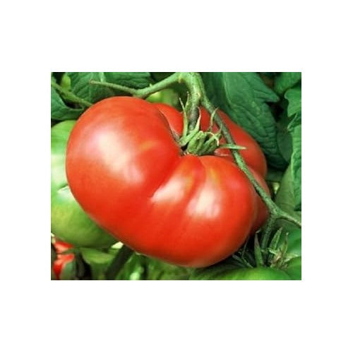 Heirloom Red Tomato Seeds for Planting [neera-v5-af101288a11968113bc4]
