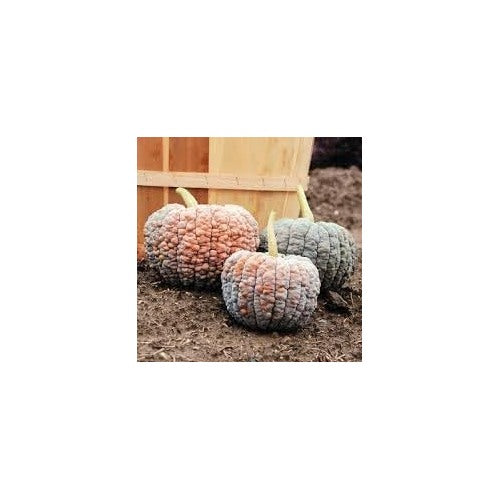 Heirloom Futsu Squash Vegetable Seeds for Planting [neera-v5-af13c977166e32c7c42a]