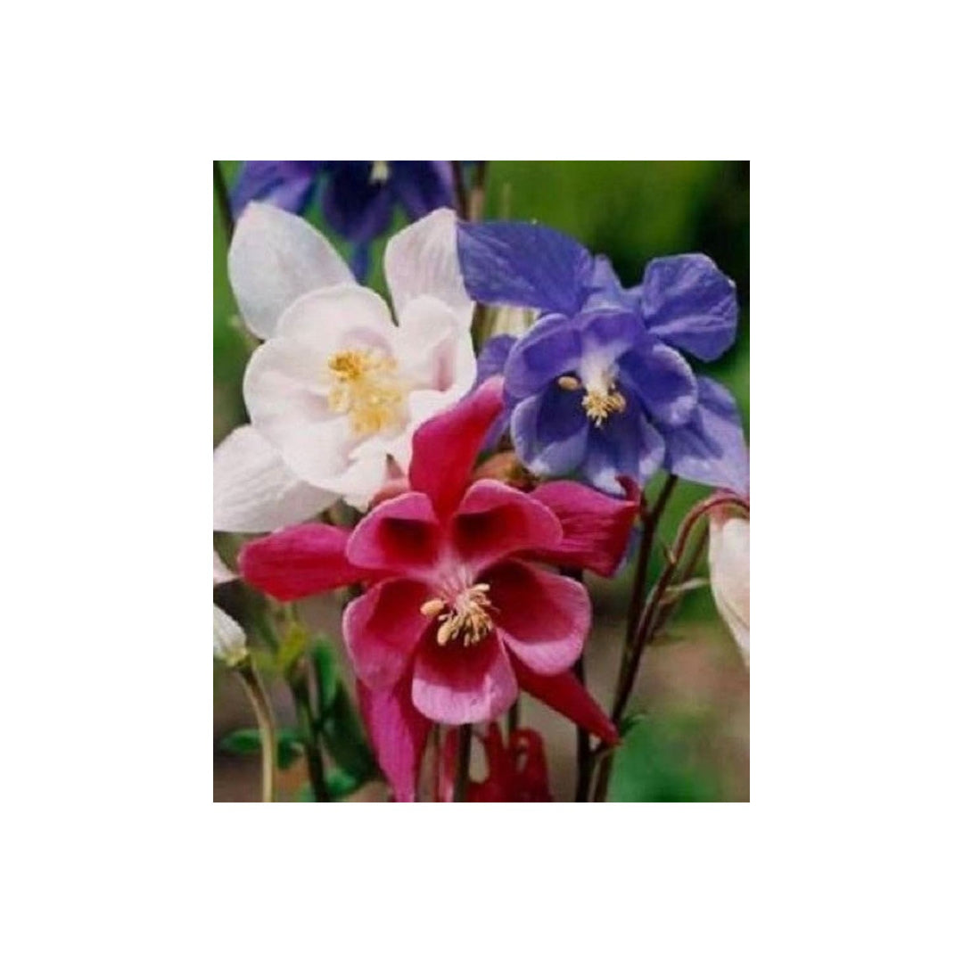 Columbine Aquilegia Vulgaris Flower For Planting In Home Garden Flower Seeds for Home Garden [neera-v5-af362b9c7bd1ddc674af]