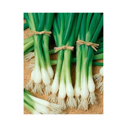 White Heirloom Tokyo Long Bunching Onion Scallion Planting Non Gmo Organic Non Gmo Flower Seeds [neera-v5-af5c71e88bab729a7fa6]